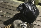 Husband Insisted on Poisoning the Raccoons Who Raided Our Backyard, but What They Dug Out of Our Trash Left Me Stunned