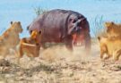 Angry Hippo Tries Fighting Off 7 Lions