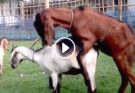 Goat Making Love at Country Side