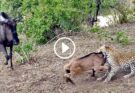 Battle Between Leopard & Wildebeest Mother over Calf