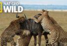 Cheetahs Takedown a Wildebeest