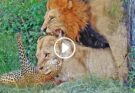 Lioness Catches Leopard While Male Tries His Luck With Her